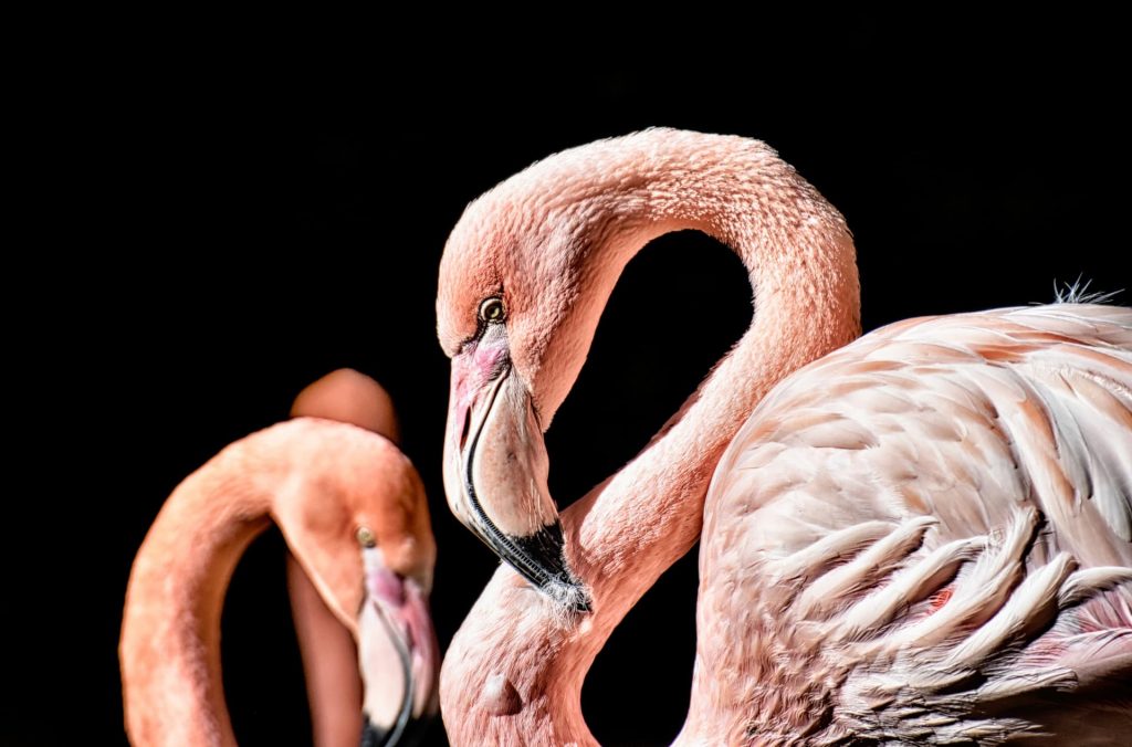 Imagen comprimida para mejorar el SEO, con la herramienta de Google Squoosh