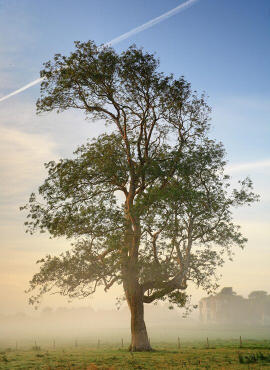 Galway tree