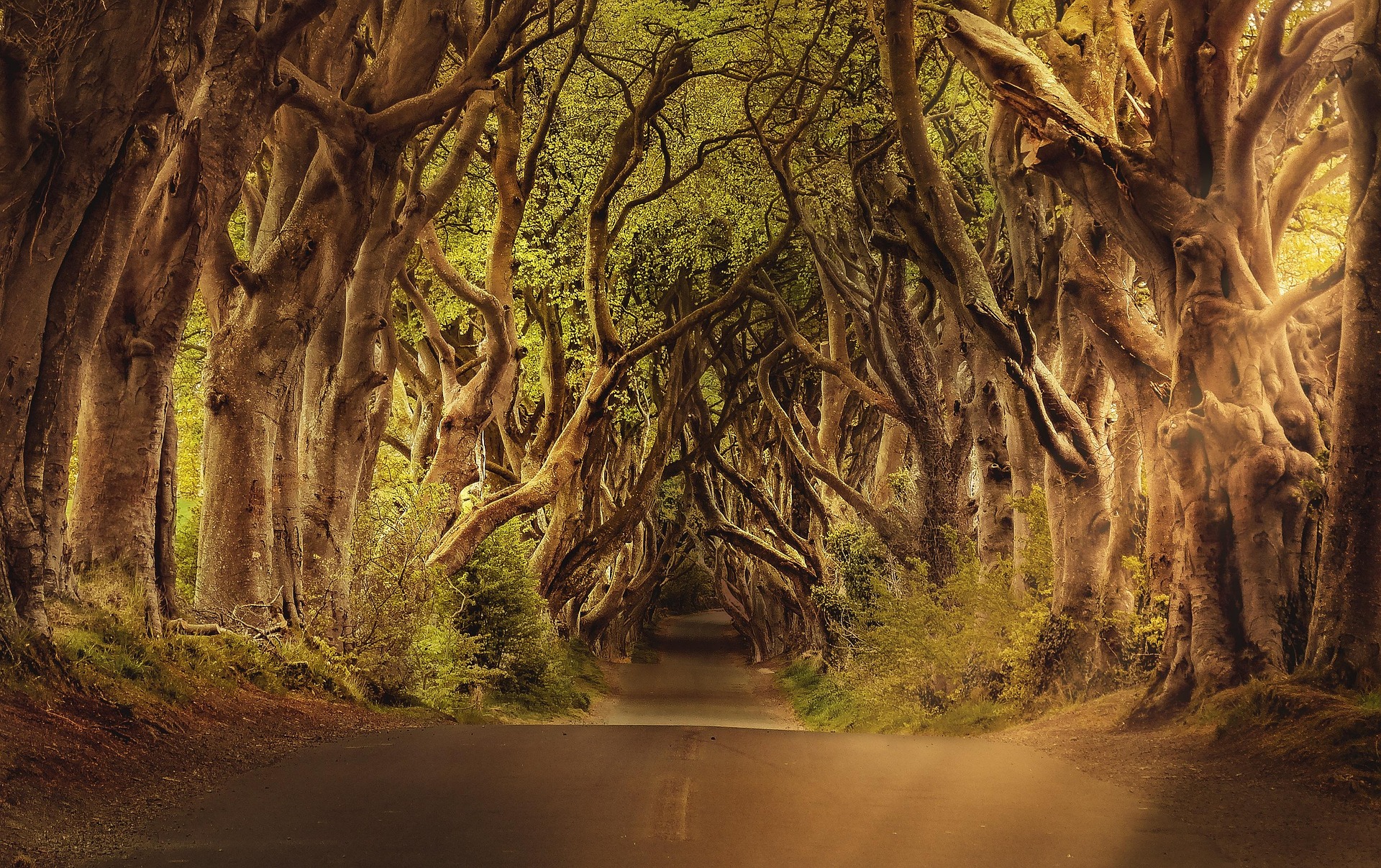 Cork Forest
